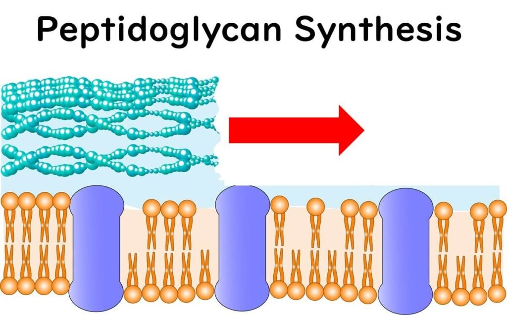 Cell wall synthesis