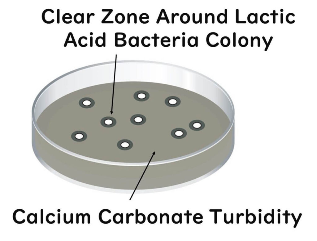 Clear zones in calcium medium.