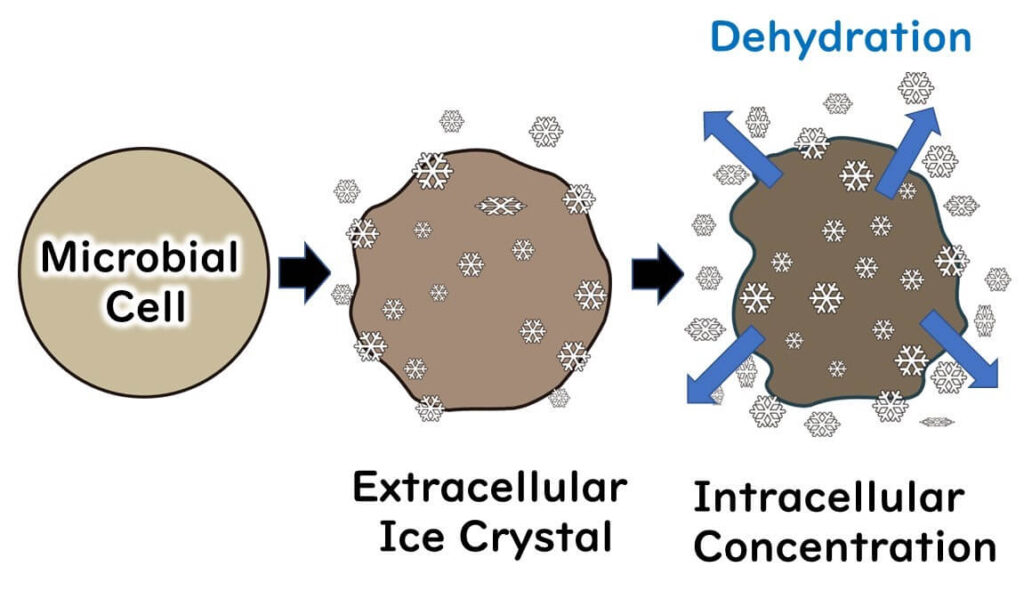 Dehydration of microbes due to freezing