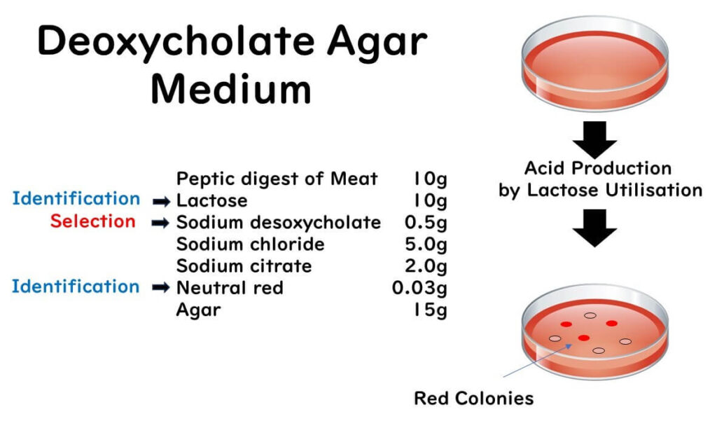 Desoxycholate agar