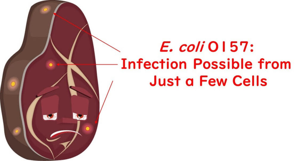 E. coli O157 in beef