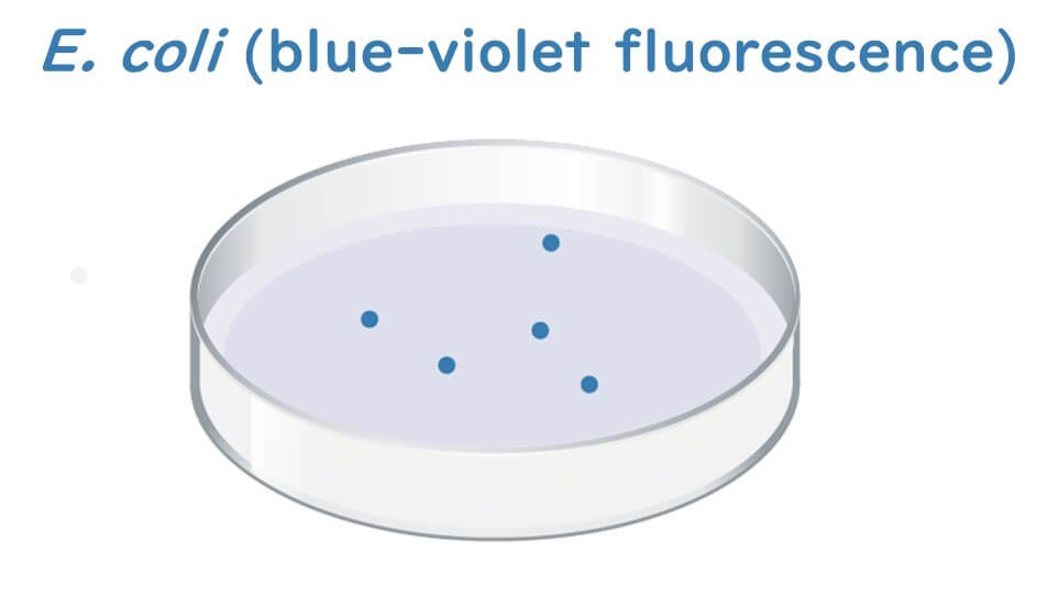 E. coli turns blue.