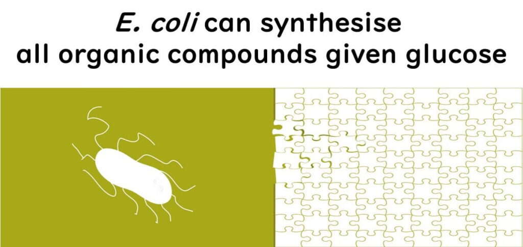 E. coli's amino acid synthesis ability.