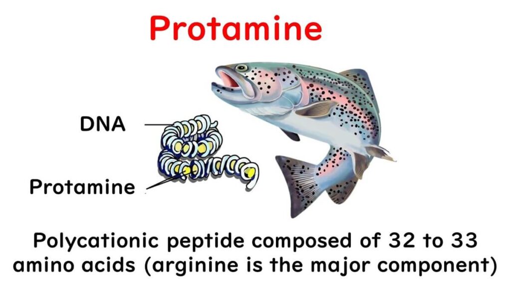 Explanation of protamine.