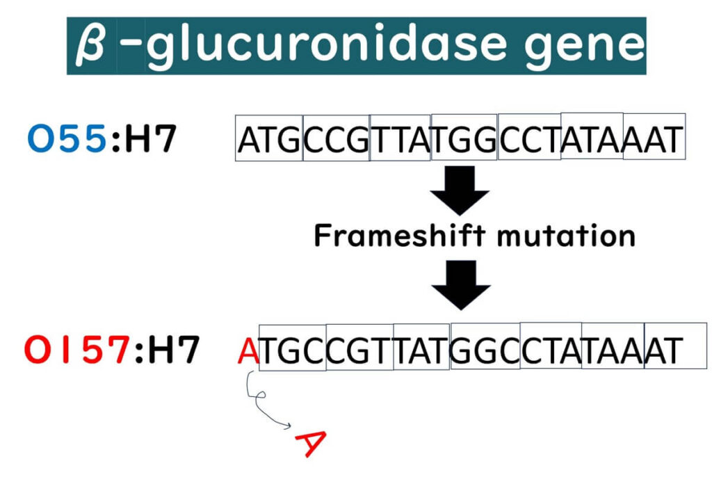 Gene of beta-glucuronidase.