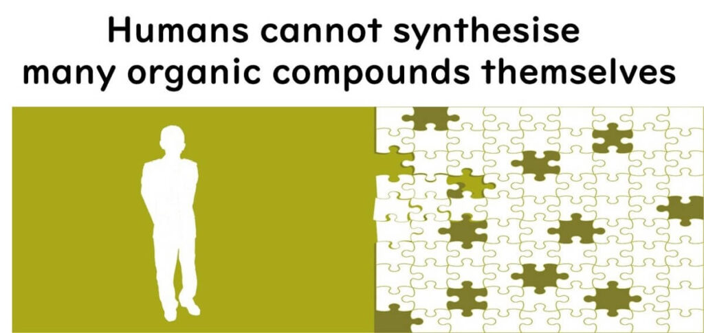 Human amino acid synthesis ability.