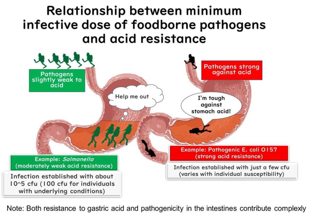 Stomach acid resistance of Salmonella and Escherichia coli