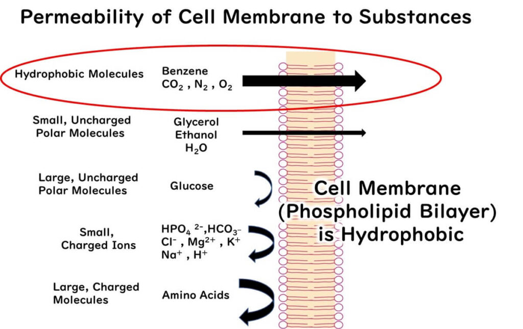 Substances that pass through cell membranes