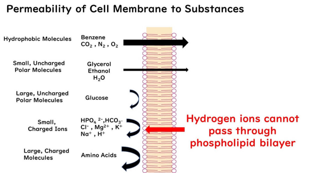 Permeability of substances to cell membranes