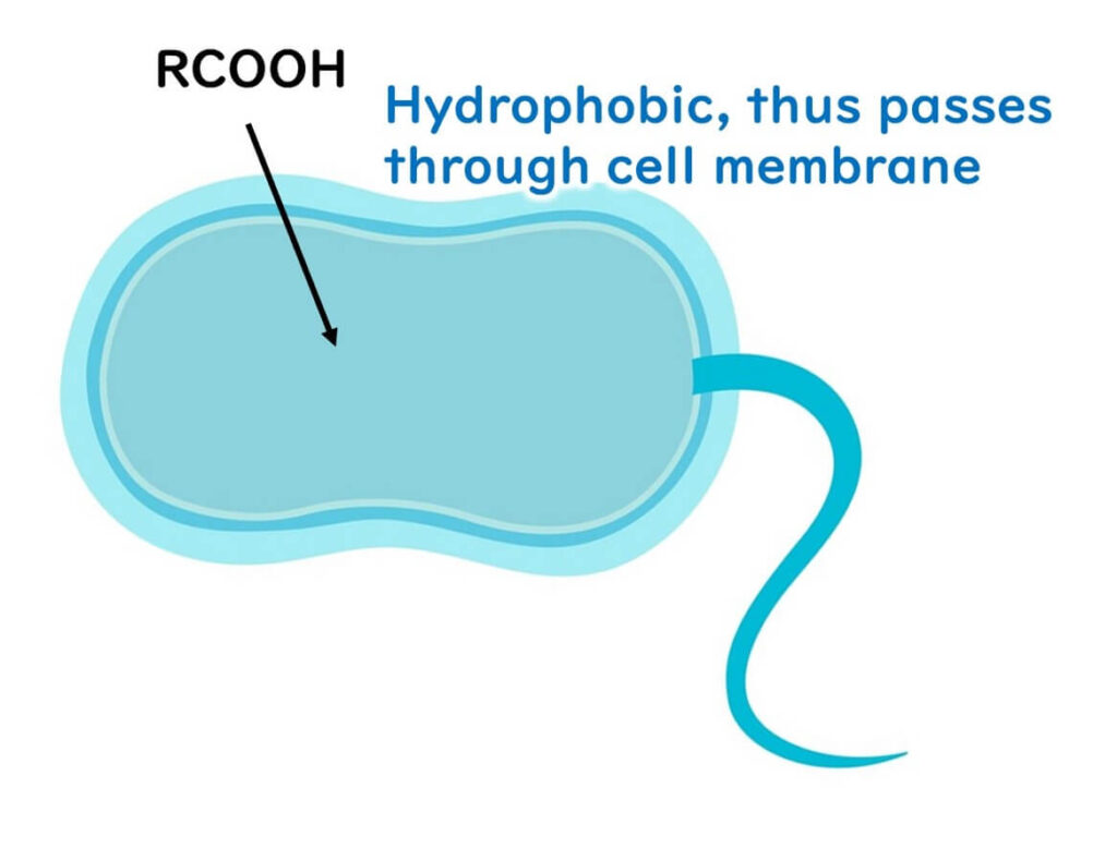 Mechanism of inhibition of microbial growth by organic acids 1