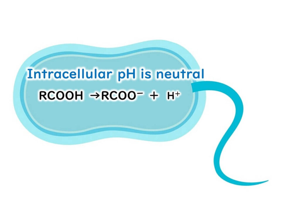 Mechanism of inhibition of microbial growth by organic acids 2