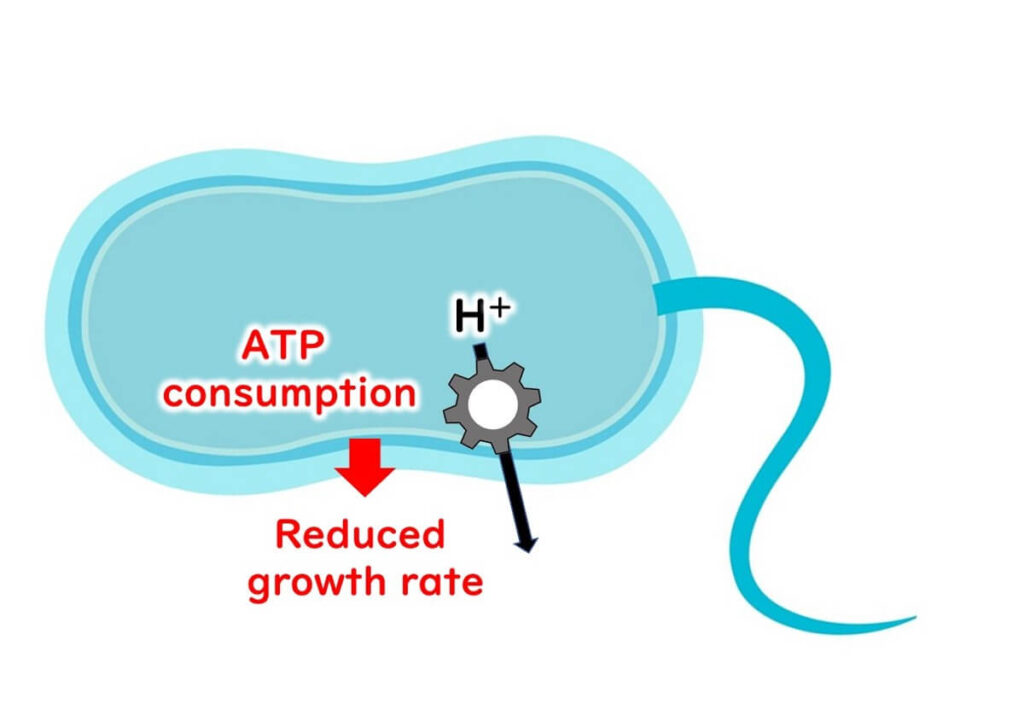 Mechanism of inhibition of microbial growth by organic acids 3