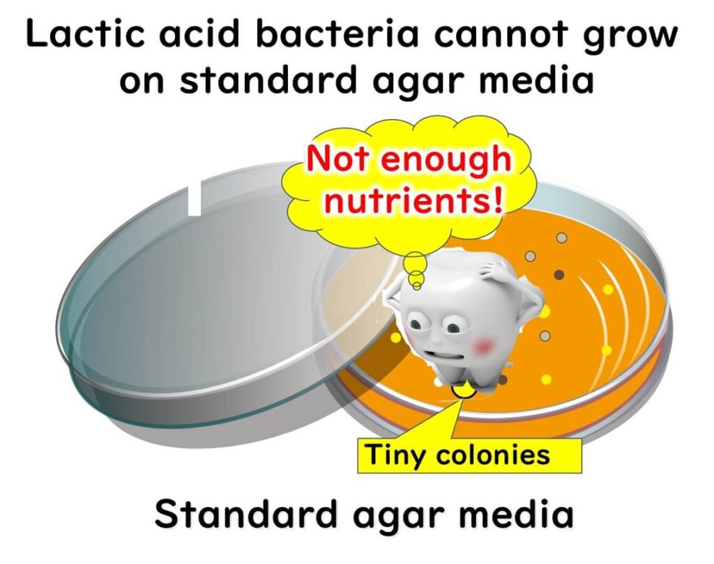 Lactic acid bacteria do not grow on standard agar medium.