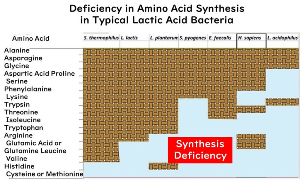 Lactic acid bacteria lack amino acid synthesis