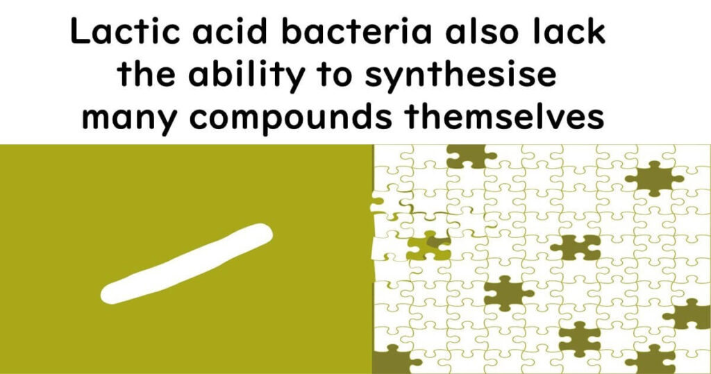 Lactic acid bacteria's amino acid synthesis ability.