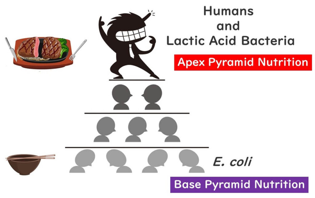 Lactic acid bacteria's nutrients are similar to humans