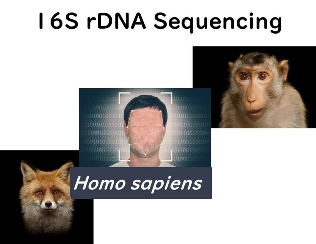 Comparison of 16S rDNA sequencing in different species, including Homo sapiens, primates, and animals, for microbial phylogenetic analysis.