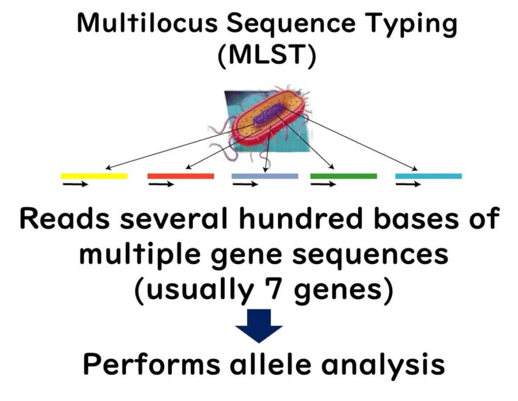 Multilocus sequence typing (MLST) for bacterial identification: schematic showing allele analysis of multiple gene sequences (usually 7 genes) from bacterial DNA.