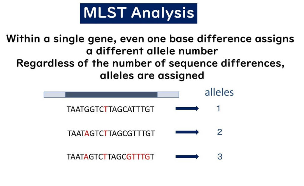 MLST allele assignment: Single-nucleotide differences in gene sequences determine distinct allele numbers in multilocus sequence typing (MLST) for bacterial strain differentiation.