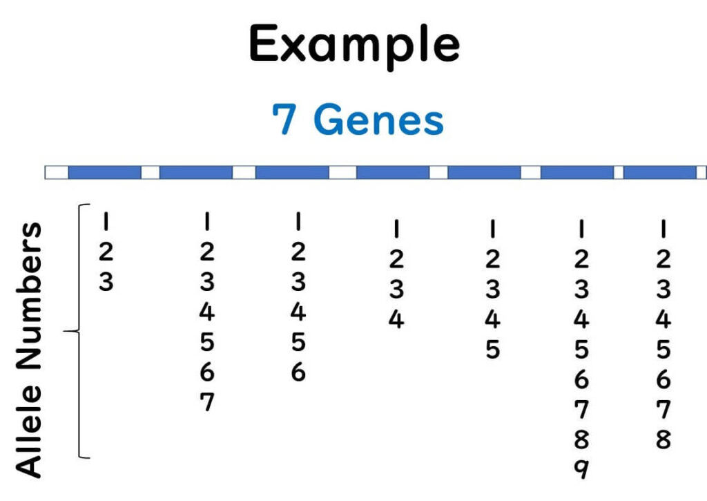 MLST allele assignment example: Seven gene loci with corresponding allele numbers used in multilocus sequence typing (MLST) for bacterial strain differentiation and epidemiological studies."