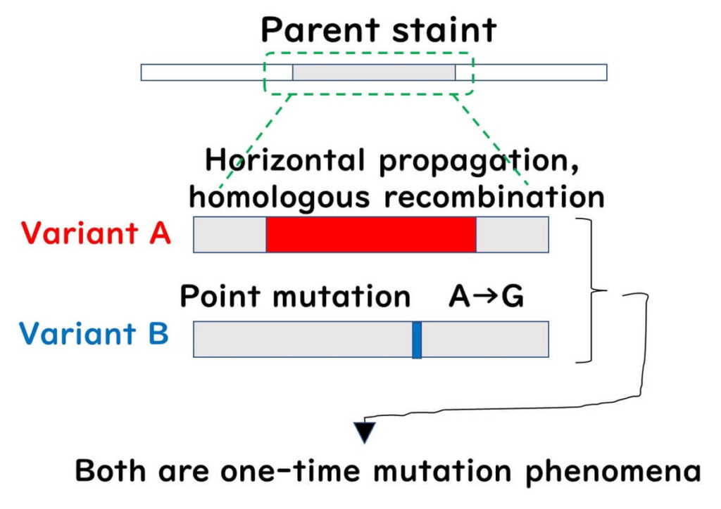 Bacterial mutation and recombination: Diagram illustrating homologous recombination and point mutation (A→G) in bacterial strains, showing the emergence of Variant A and Variant B from a parent strain.