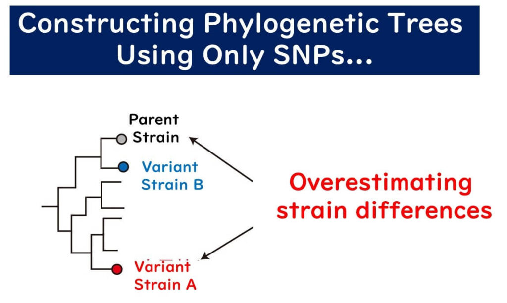 Phylogenetic tree construction using SNPs: Diagram illustrating the overestimation of bacterial strain differences when using single nucleotide polymorphisms (SNPs) for evolutionary analysis.