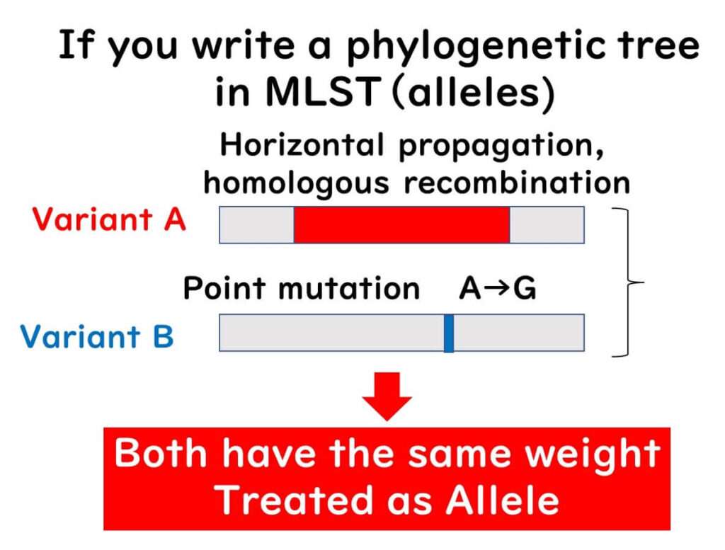 MLST phylogenetic tree construction: Diagram showing how horizontal gene transfer and point mutations are equally weighted when defining alleles in multilocus sequence typing (MLST).