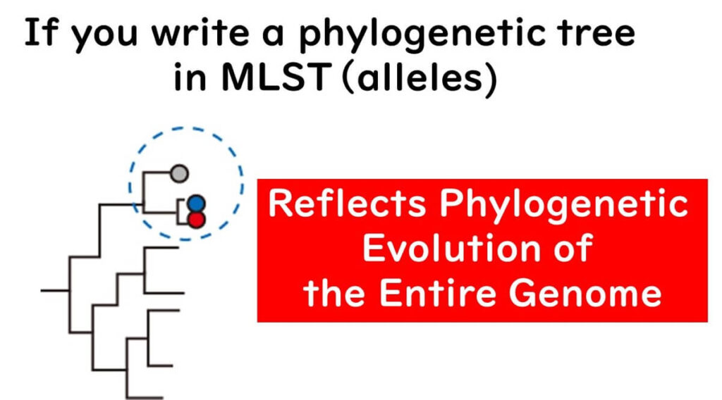 MLST-based phylogenetic tree: Illustration showing how MLST allele-based trees reflect the phylogenetic evolution of the entire genome in bacterial strain analysis.