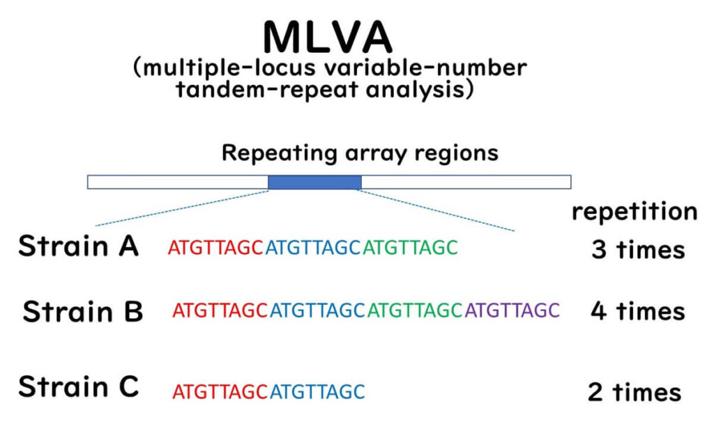 MLVA analysis: Multiple-locus variable-number tandem-repeat analysis (MLVA) comparing bacterial strains based on differences in tandem repeat sequences.