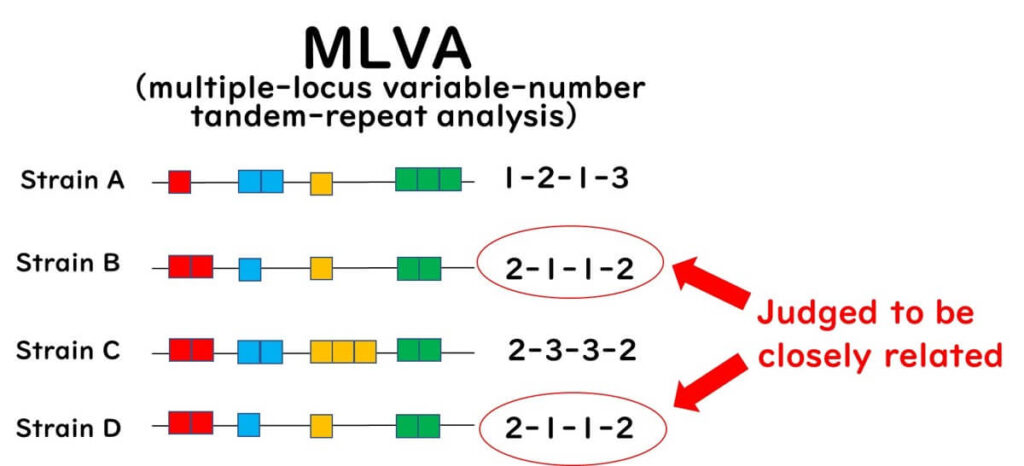 MLVA analysis: Multiple-locus variable-number tandem-repeat analysis (MLVA) comparing bacterial strains based on tandem repeat variations. Strains with identical patterns are judged to be closely related.