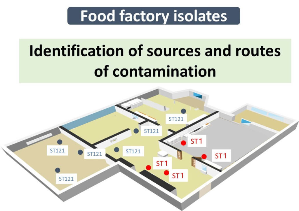 Diagram of a food factory layout illustrating contamination sources and routes. Areas marked with "ST1" indicate high-risk contamination points, while "ST121" represents other identified strains. The image highlights the importance of microbial monitoring in food production environments.