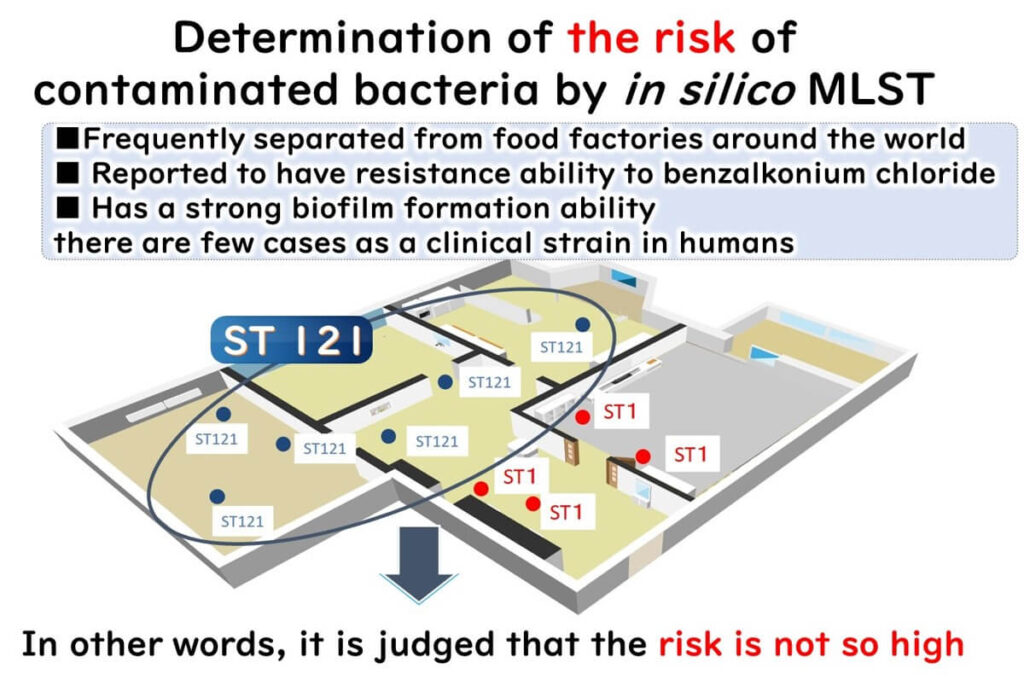 Risk assessment of bacterial contamination in a food factory using in silico MLST. The image illustrates the distribution of Listeria sequence types (ST121 and ST1), highlighting the lower risk associated with ST121 and the presence of resistance traits in bacteria found in the environment.