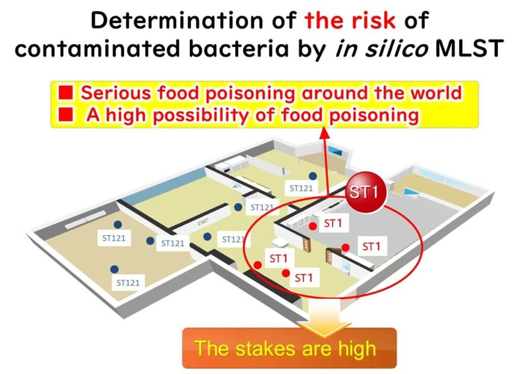 Risk assessment of Listeria contamination in a food factory using in silico MLST. The image highlights Listeria ST1 as a high-risk strain associated with food poisoning worldwide, in contrast to ST121, which is less concerning.