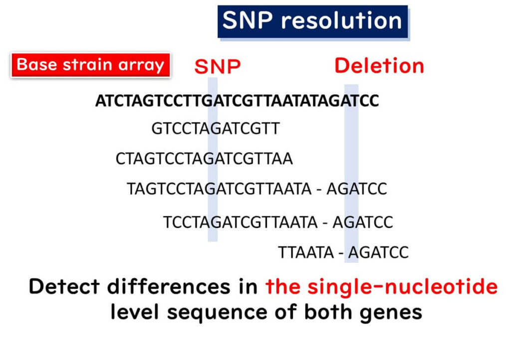 Illustration of SNP resolution analysis, highlighting single nucleotide polymorphisms (SNPs) and deletions detected by comparing a sample sequence with a base strain array.