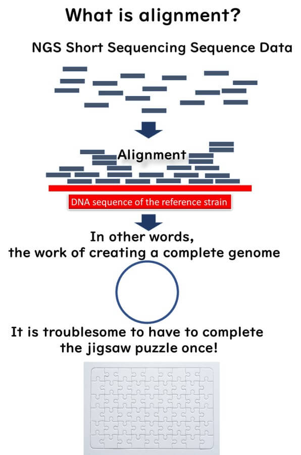 Diagram explaining sequence alignment in NGS analysis, illustrating the process of mapping short sequencing reads to a reference genome to reconstruct a complete genome.