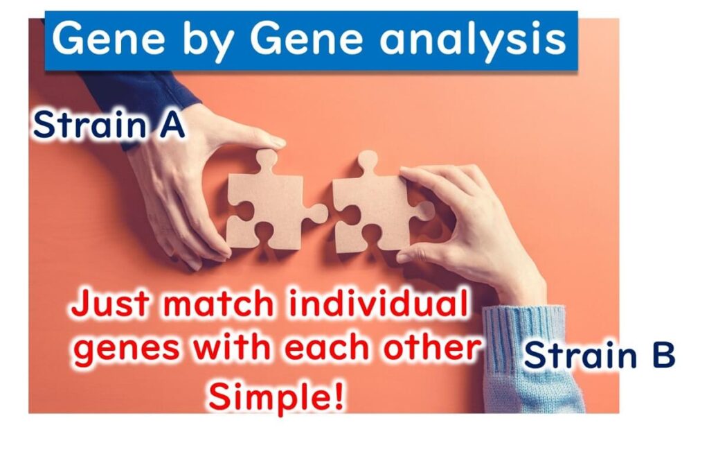 Illustration of gene-by-gene analysis using a puzzle metaphor, showing how individual genes from different bacterial strains (Strain A and Strain B) are matched directly without alignment.