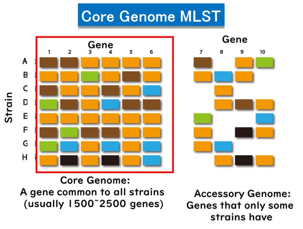 Diagram illustrating core genome MLST (cgMLST), showing genes common to all bacterial strains versus accessory genes that are only present in some strains.