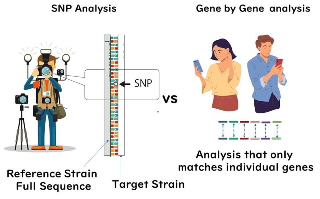 Comparison of SNP analysis and gene-by-gene analysis, illustrating SNP-based full genome sequencing requiring a reference strain versus gene-by-gene matching of individual genes between strains.