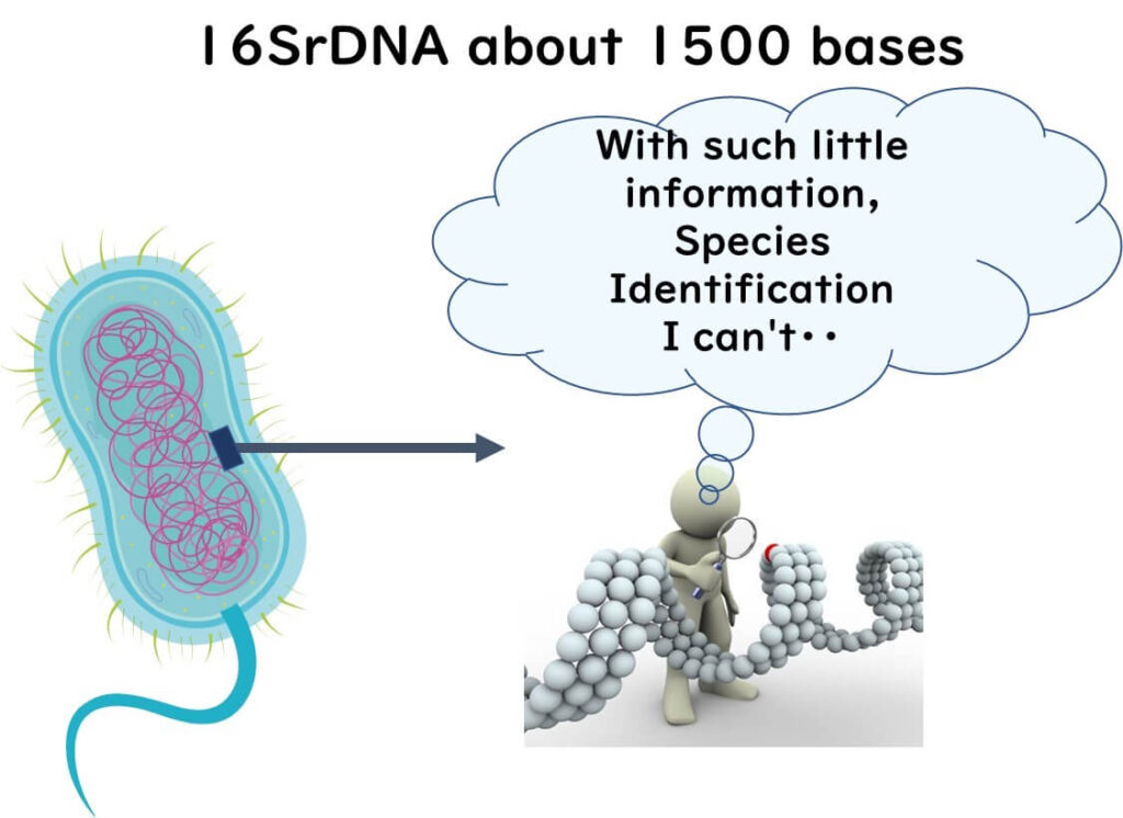 Illustration of 16S rDNA sequencing limitations in bacterial species identification, showing a bacterium and a confused researcher with a DNA helix."