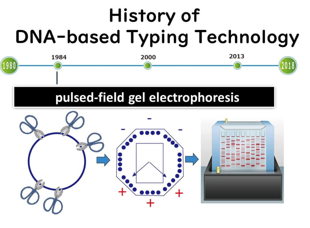 Timeline of DNA-based typing technology, highlighting pulsed-field gel electrophoresis (PFGE) with an illustration of bacterial DNA separation using electrophoresis.