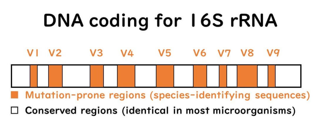 Diagram of DNA coding regions in 16S rRNA, showing conserved regions shared by microorganisms and mutation-prone regions (V1-V9) used for species identification.