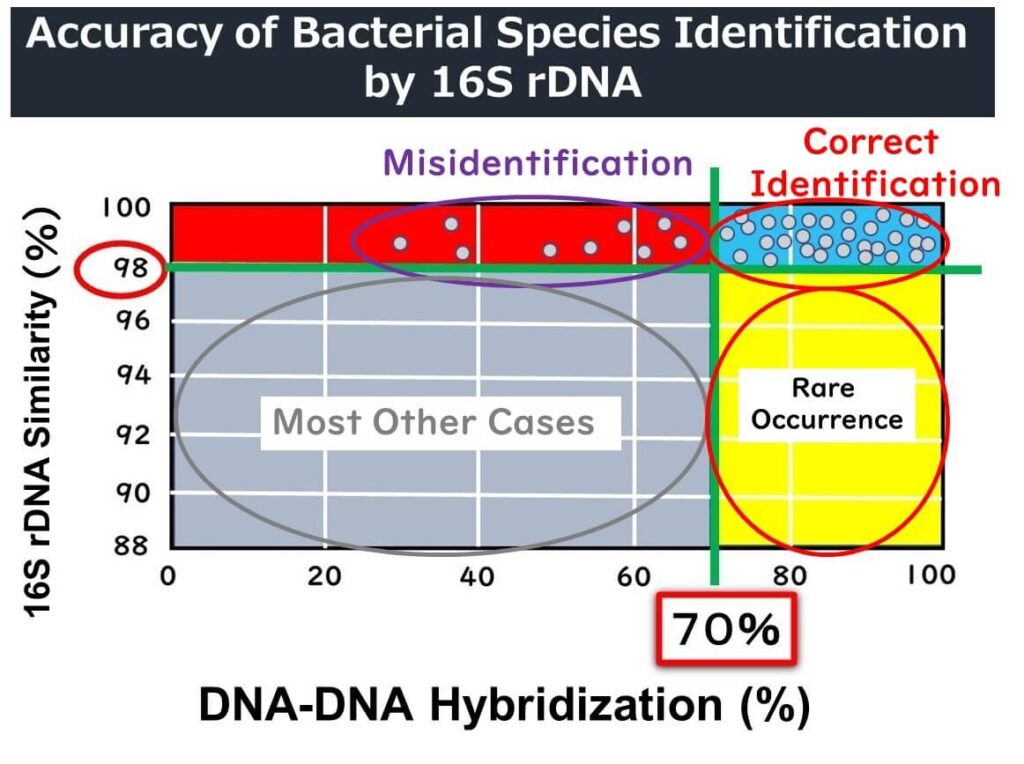 Graph illustrating the accuracy of bacterial species identification using 16S rDNA. Highlights regions of misidentification versus correct identification based on DNA-DNA hybridization thresholds (≥70%) and 16S rDNA similarity (≥98%). Rare occurrences and common cases are also visualized.