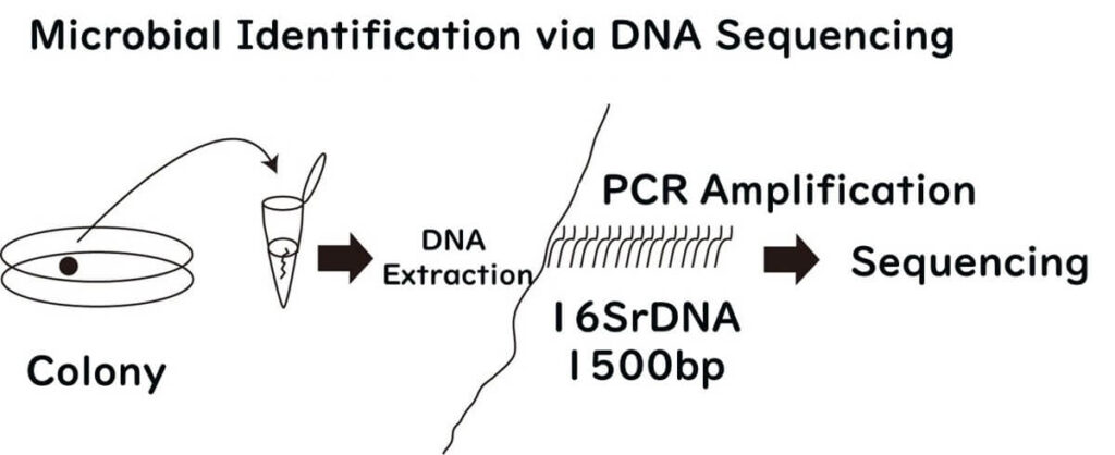 Diagram illustrating microbial identification via DNA sequencing, showing steps from colony selection to 16S rDNA amplification by PCR and sequencing of 1500 base pairs."