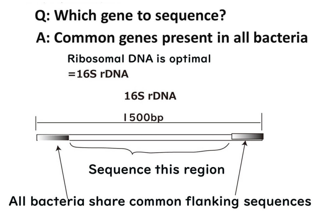 Illustration showing 16S rDNA as the optimal gene for microbial identification, highlighting the 1500 bp sequence shared by all bacteria with conserved flanking regions for sequencing.