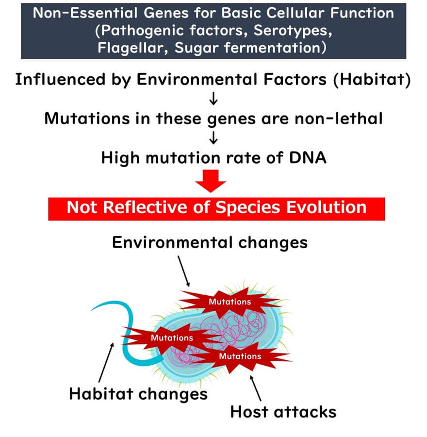 Diagram illustrating the impact of environmental factors on non-essential bacterial genes, highlighting high mutation rates, non-lethal mutations, and their lack of reflection on species evolution.