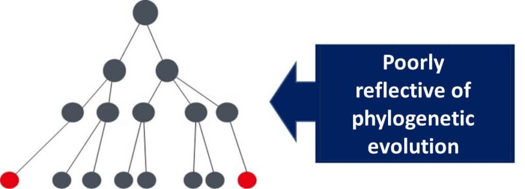 Diagram illustrating how non-essential bacterial genes, such as lactose-degrading enzyme genes, are poorly reflective of phylogenetic evolution due to environmental influence and high mutation rates.