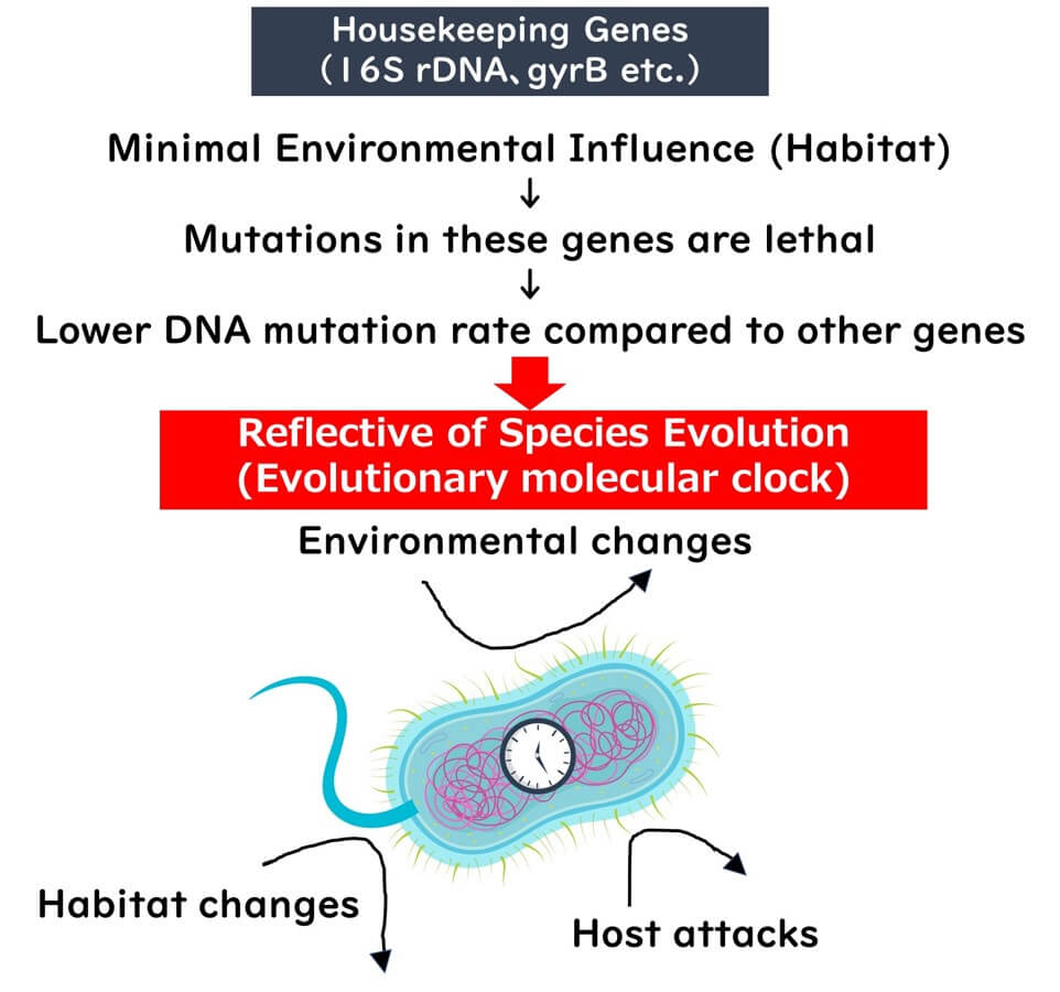 Diagram highlighting housekeeping genes like 16S rDNA and gyrB, their minimal environmental influence, low mutation rates, and role as evolutionary molecular clocks reflective of species evolution.