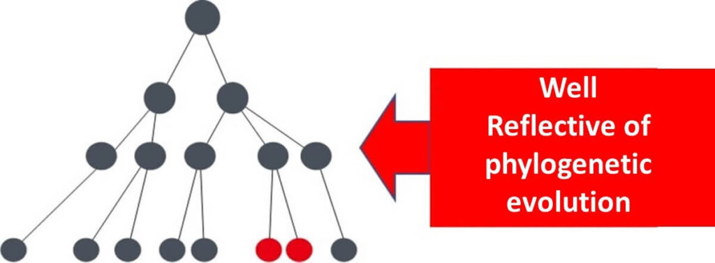 Diagram illustrating the use of housekeeping genes, such as 16S rDNA, in constructing phylogenetic trees that accurately reflect microbial evolution.