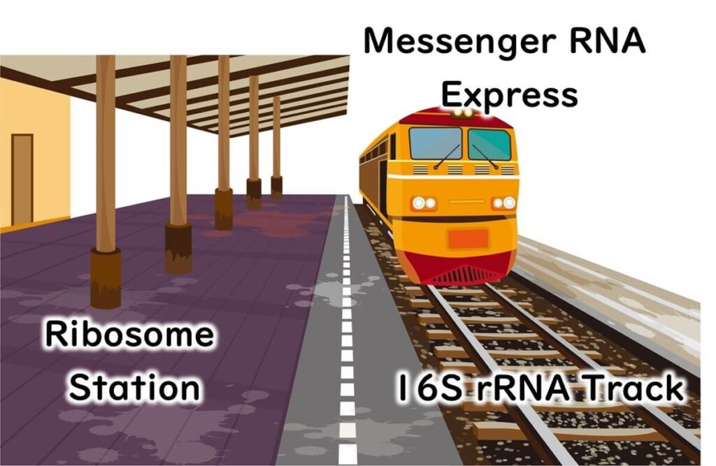 Illustration of the ribosome as a station and 16S rRNA as a track, with a messenger RNA train representing the process of protein synthesis in microbial cells.