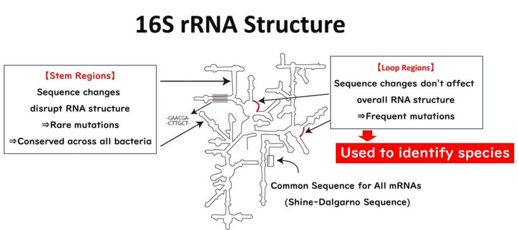 Diagram of the 16S rRNA structure highlighting stem regions with rare mutations conserved across bacteria and loop regions with frequent mutations used for species identification.